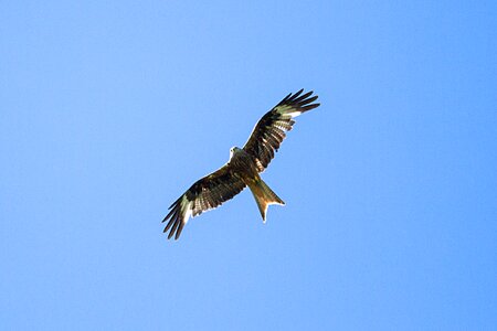 Bird of prey red milan bird