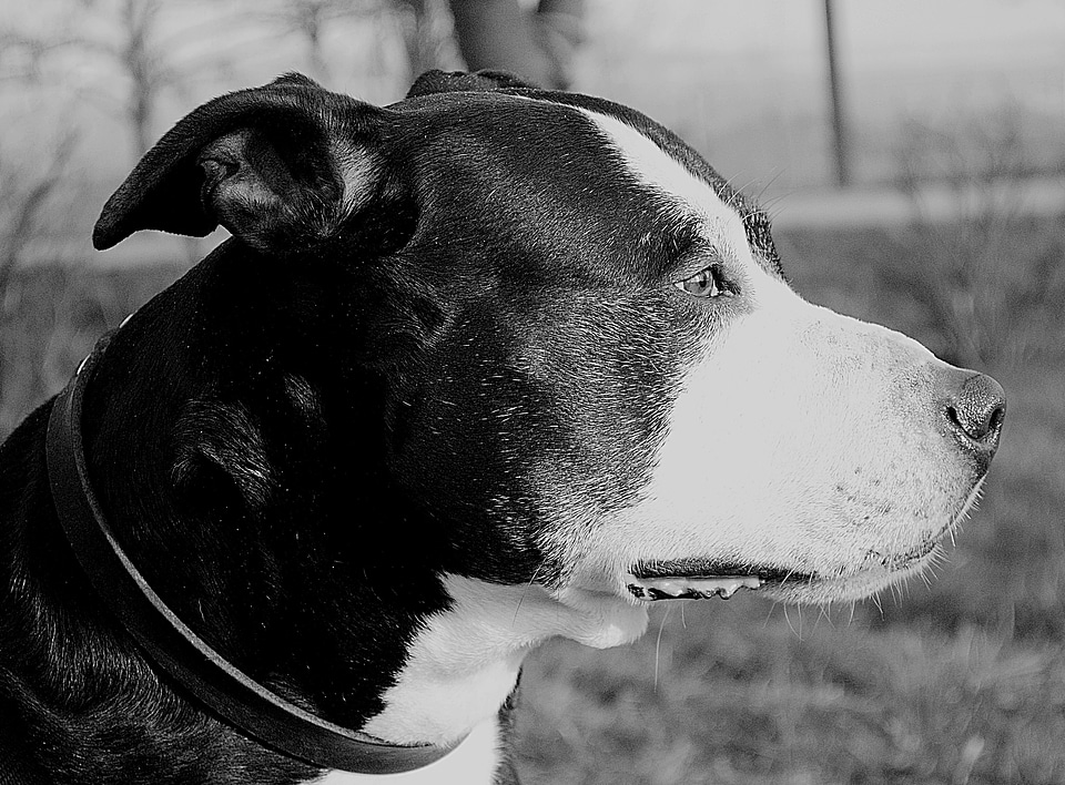 Dog american staffordshire terrier portrait