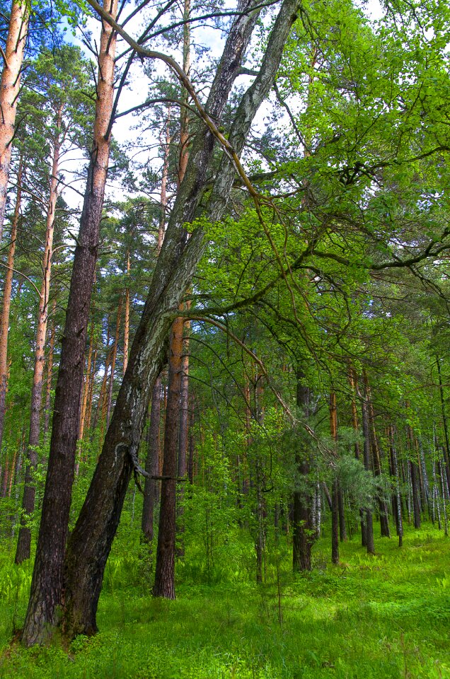 Trees in the forest greens