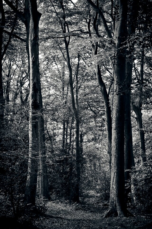 Landscape strains structure