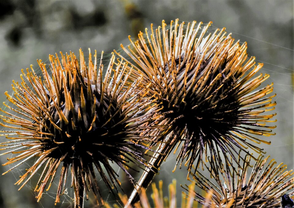 Nature meadow close up