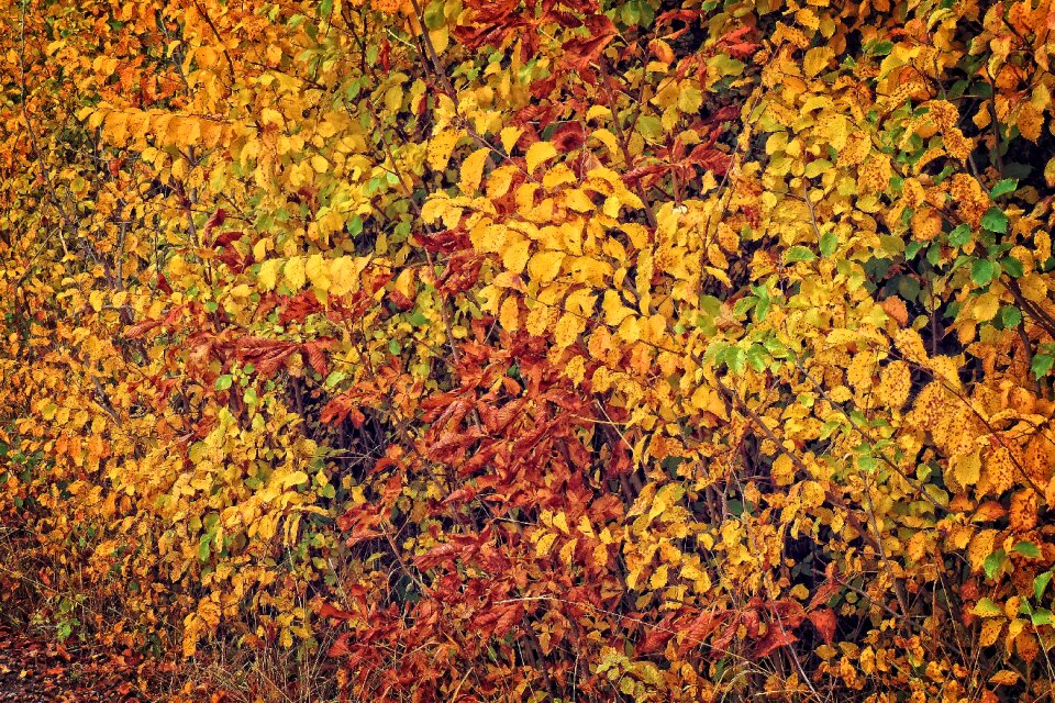 Leaves fall foliage emerge