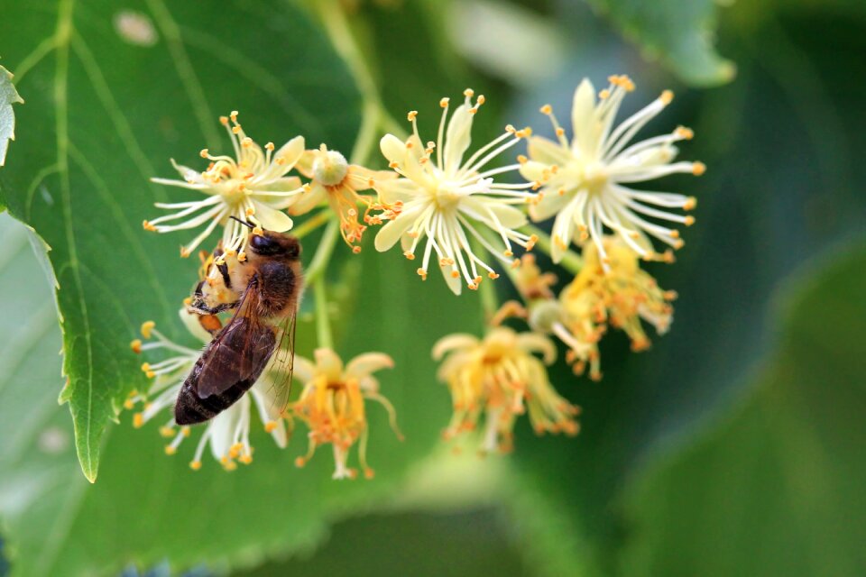 Insect bee yellow flowers