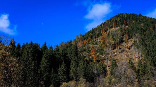 Landscape color tree photo