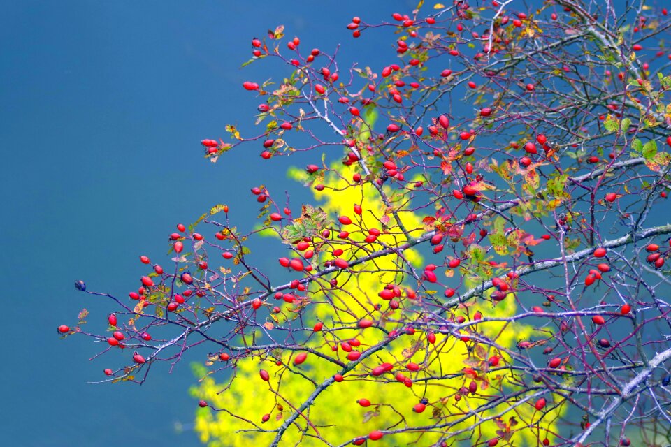 Red the background water