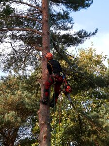 Chainsaw forestry