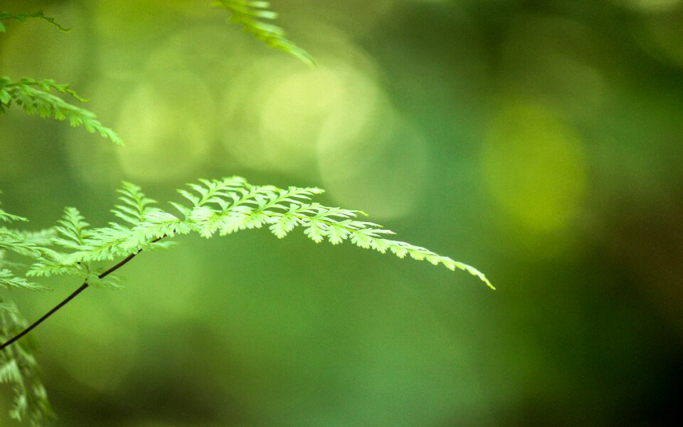Grass environment forest