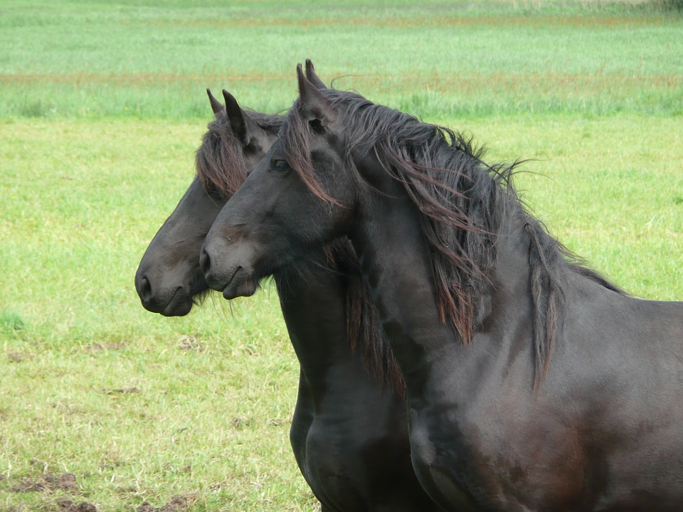 Friesian horse together pair