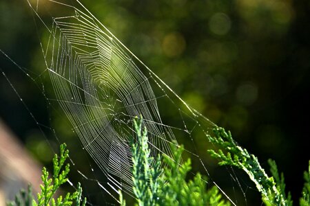 Close up dew spider webs photo