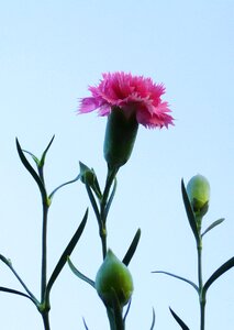 Pink flower macro nature