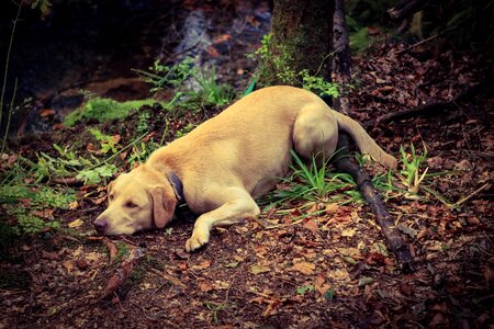 Autumn young dog labrador
