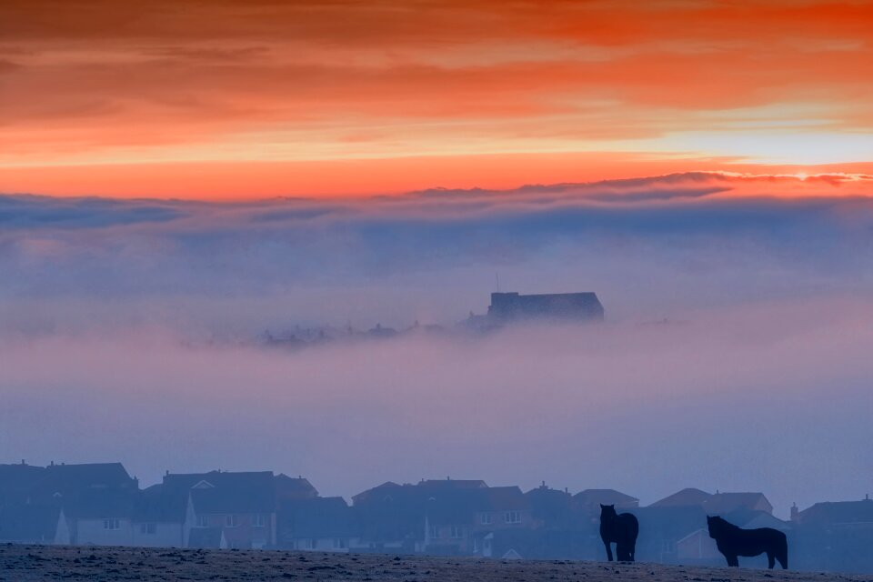 Horses mist landscape