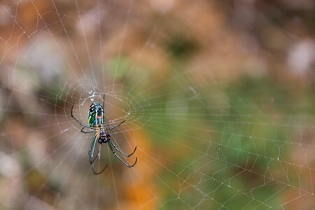 Arachnid nature insect photo