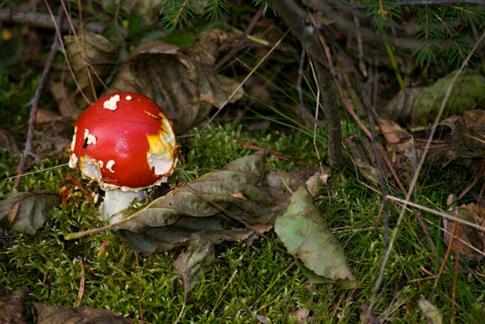 Toxic forest nature