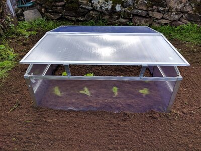 Mini greenhouse lettuce orchard