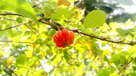 Fruit foot pitanga nature