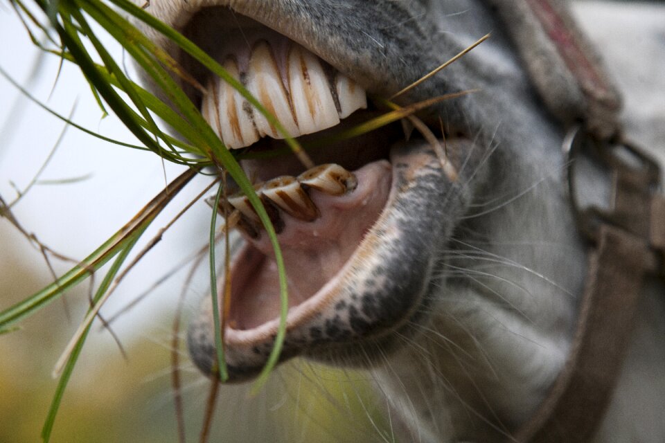 Mold horsey teeth horse teeth