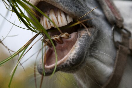 Mold horsey teeth horse teeth