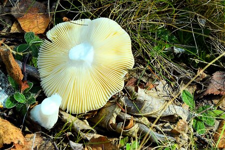 Autumn nature moist