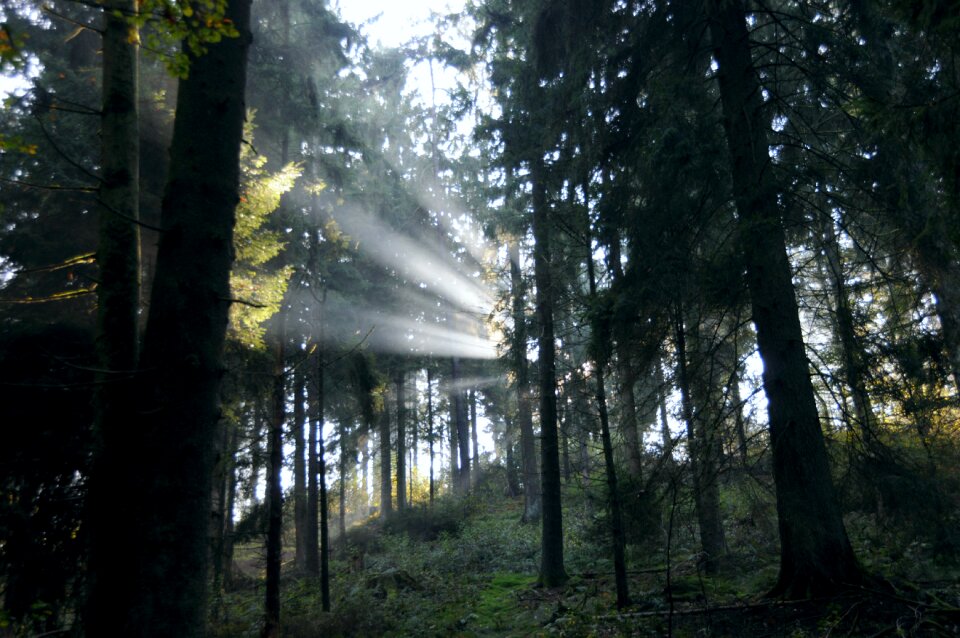 Autumn forest mystical ray of light