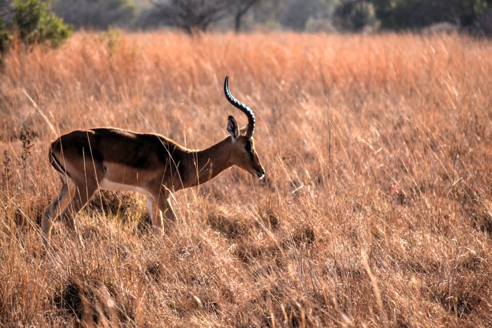 Wild life game farm