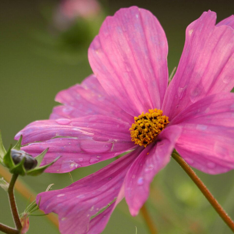 Violet cosmea blossom