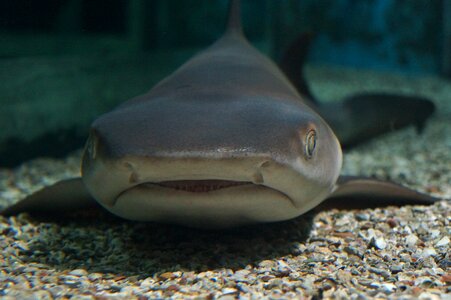 Meeresbewohner predator diving