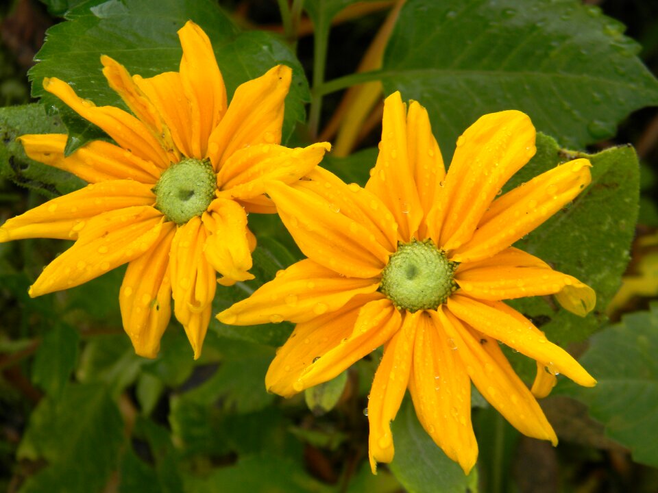 Greeneyes plant flower