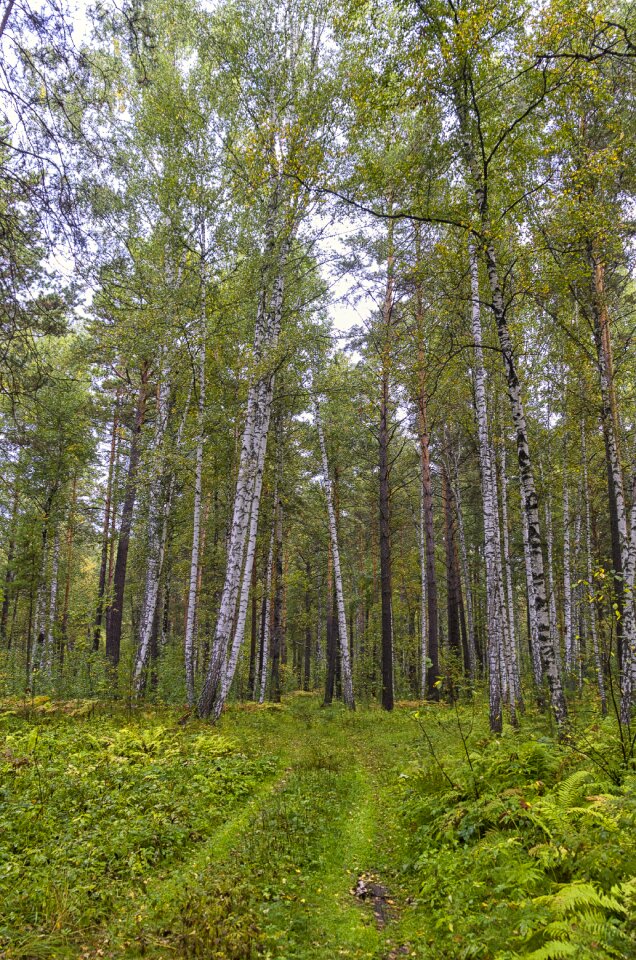 Forest road foliage grass