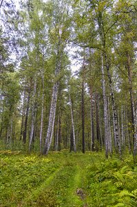 Forest road foliage grass