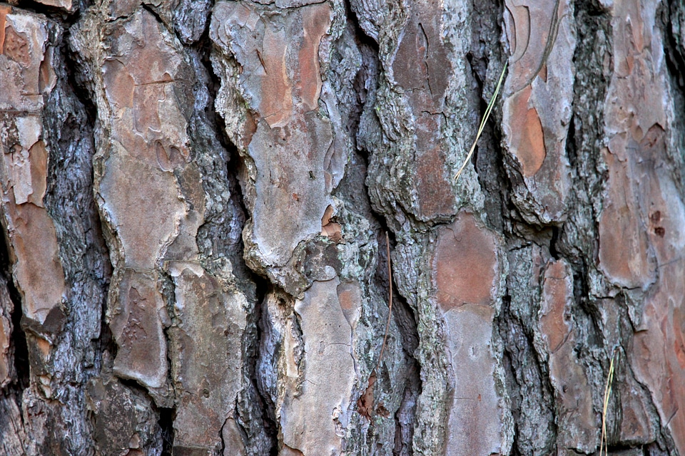Bark tree bark background