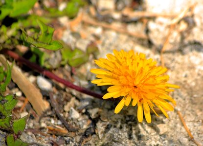 Yellow individually lonely
