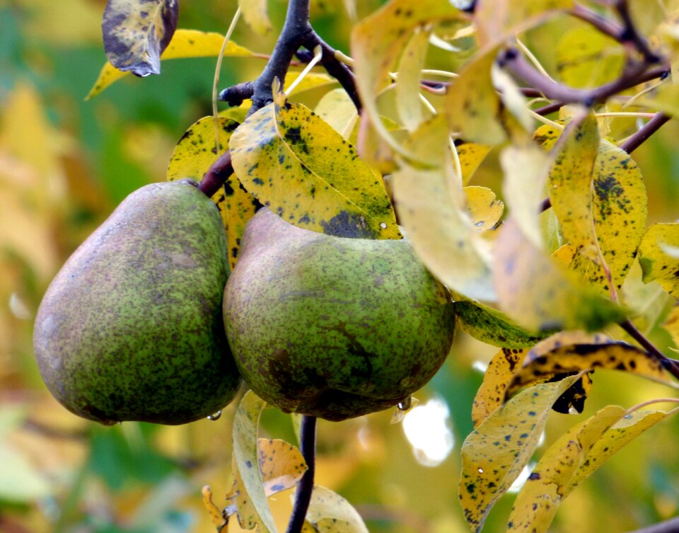 Food garden vitamins