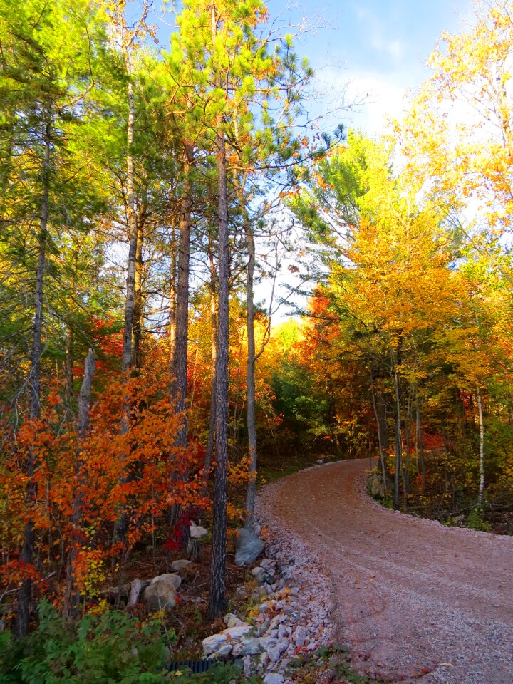 Fall forest season photo