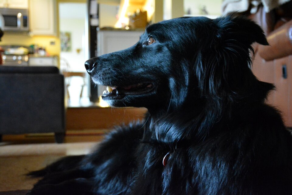 Cute friend canine