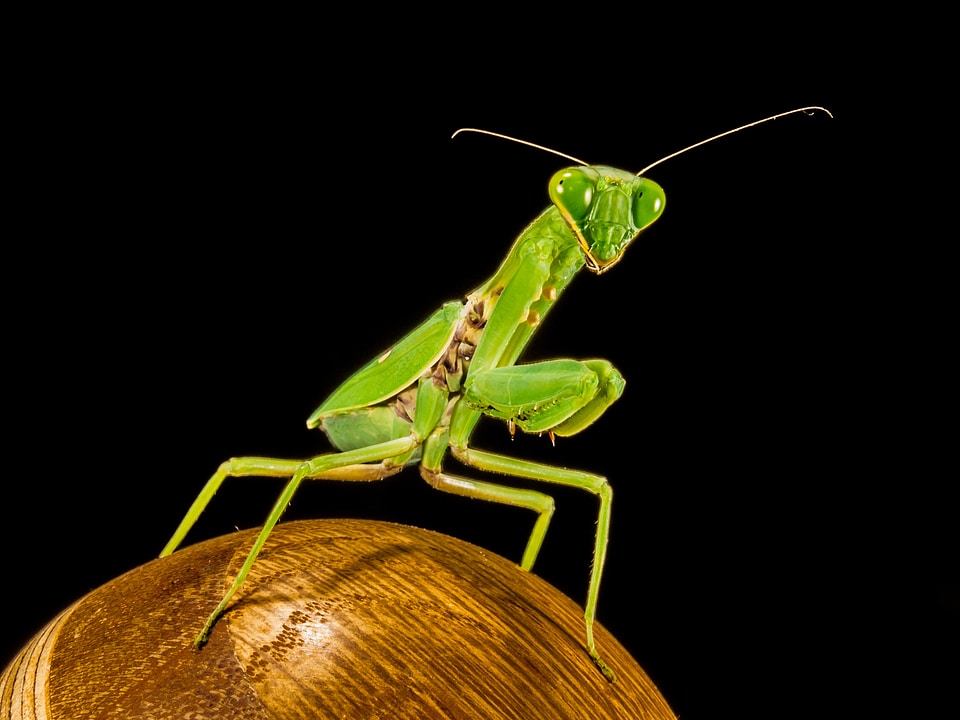 Fishing locust green close up