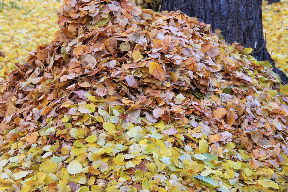 Colorful leaves fall color autumn