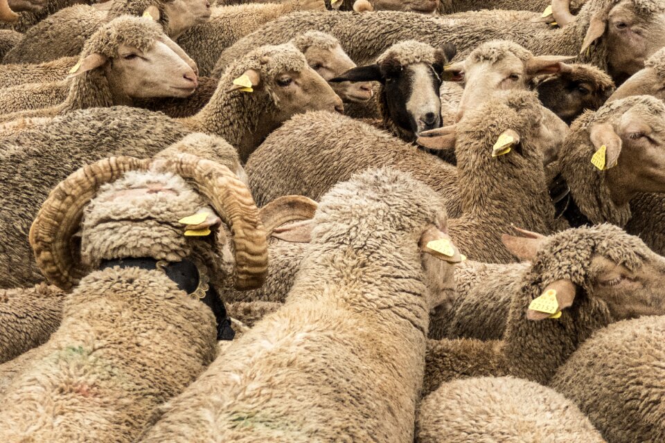 Pasturage pastor tranhumancia