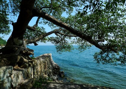 Trees lake shore early autumn photo