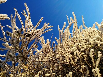 Winter shrub department