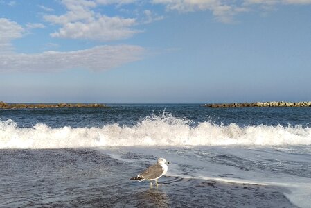 Sea gull seagull japan sea