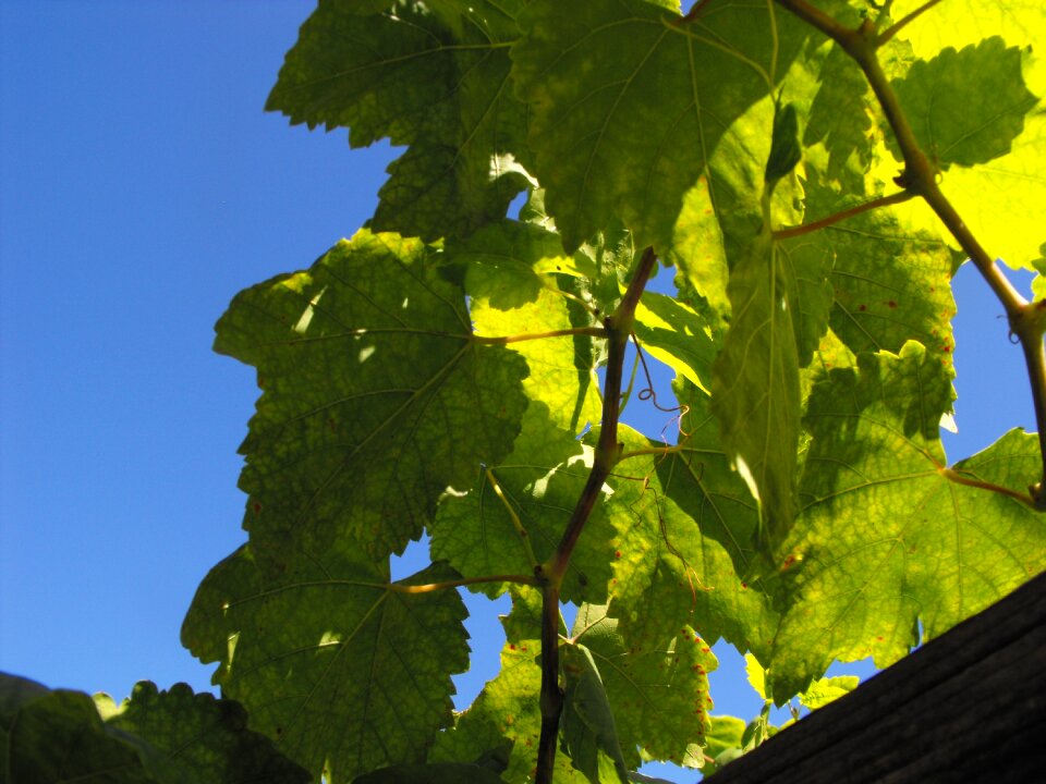 Grapevine vineyard green