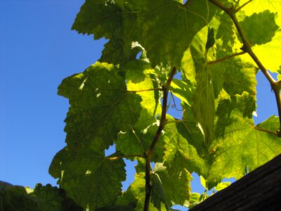 Grapevine vineyard green