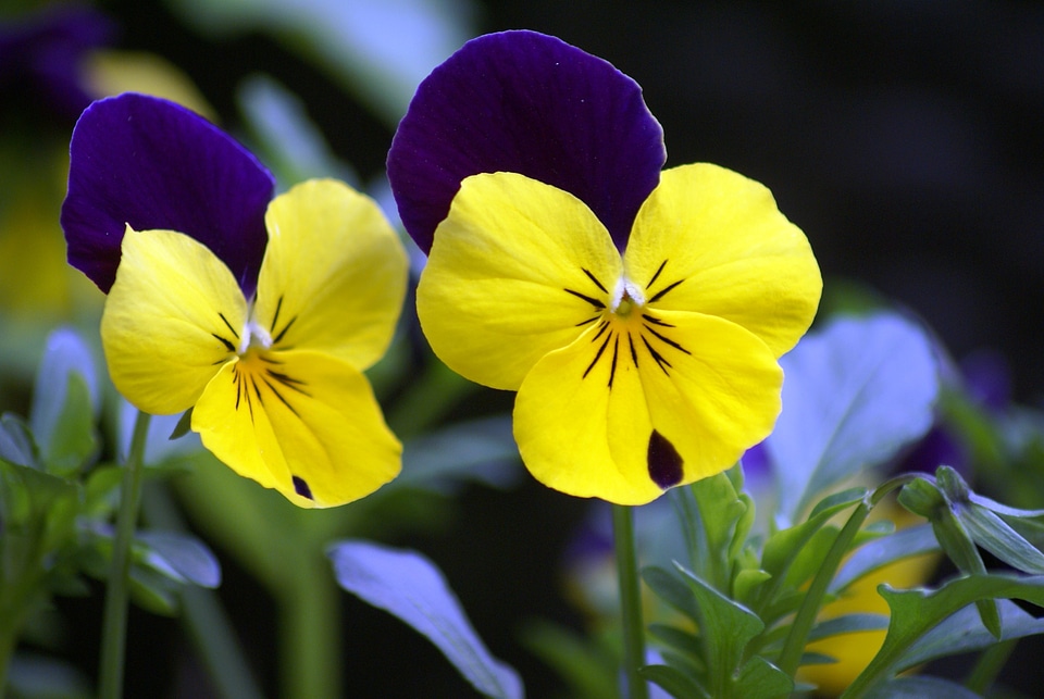Pansy violet yellow