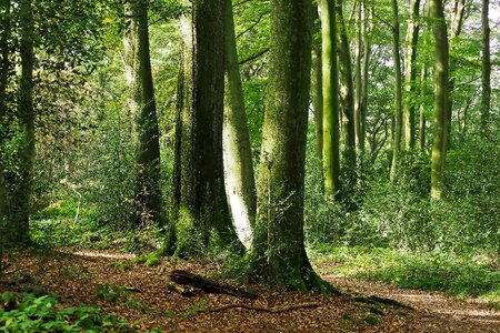 Landscape strains tree bark photo