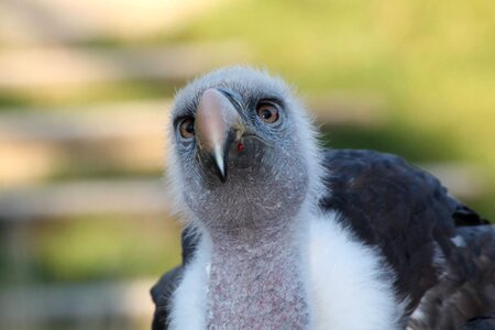 Falconry locarno switzerland photo