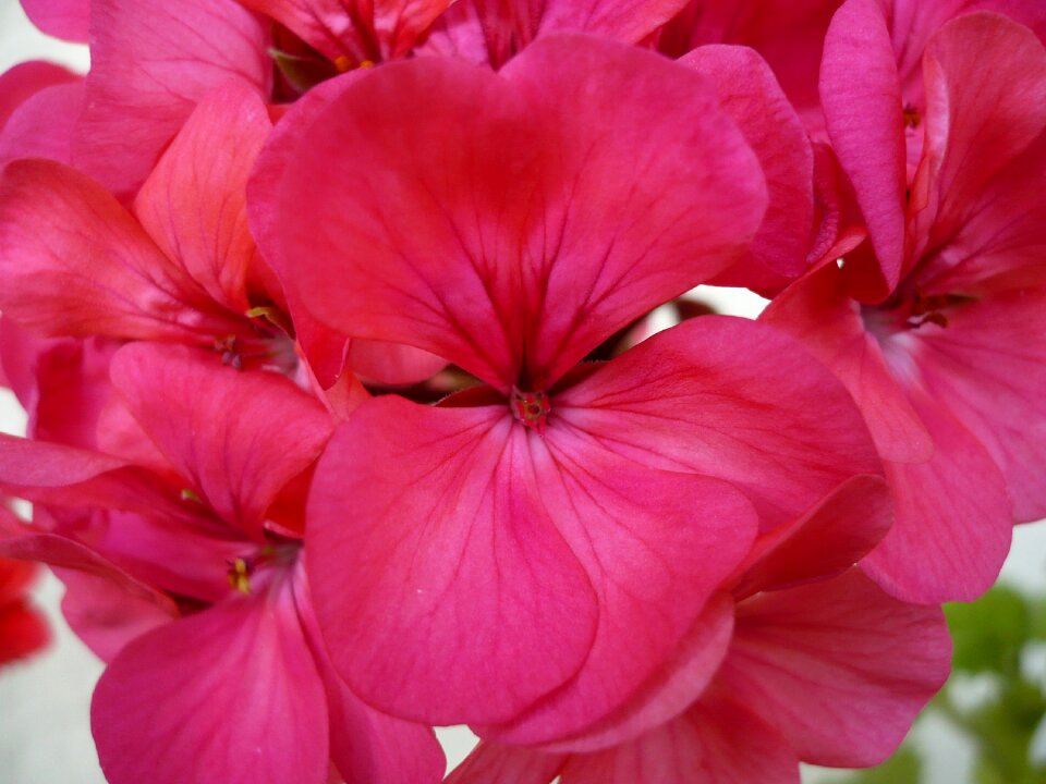 Beautiful macro close