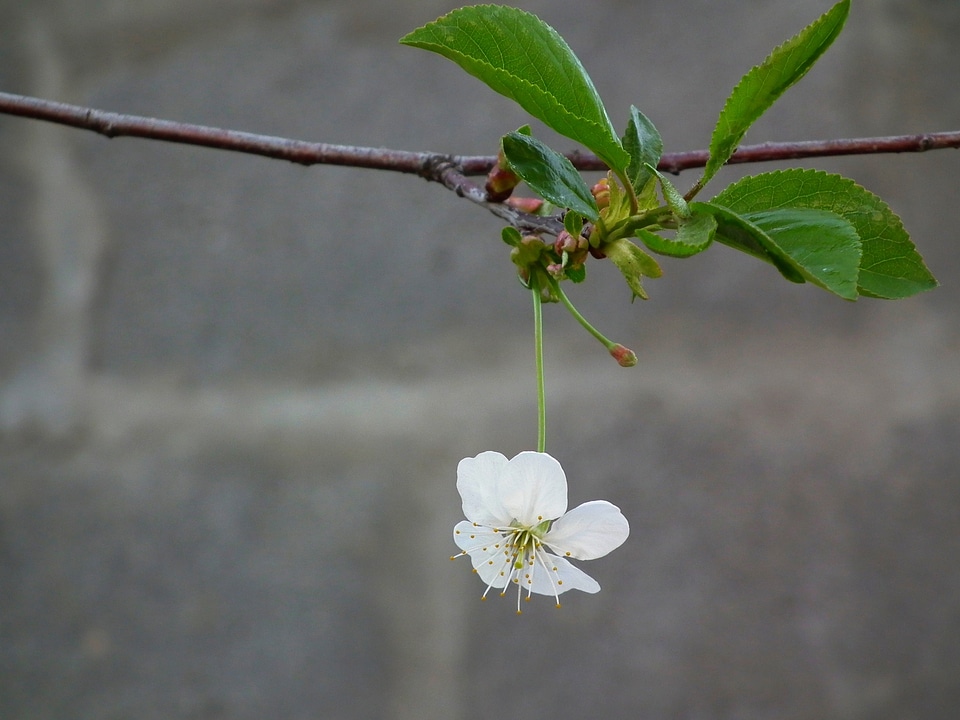 Spring white bloom