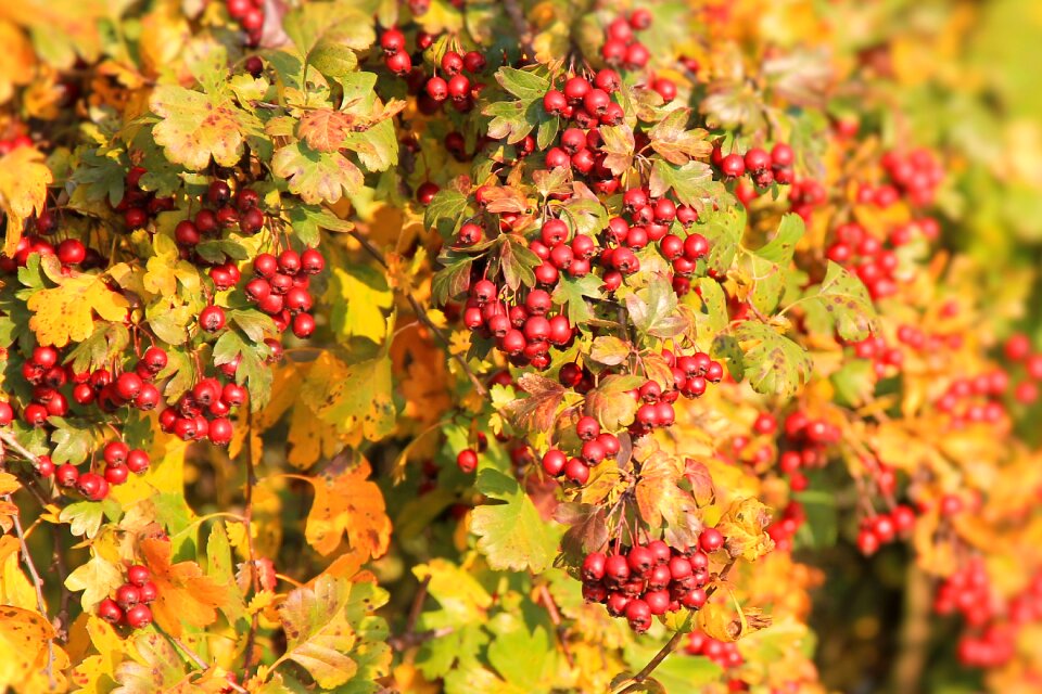 Leaves fall color fall foliage