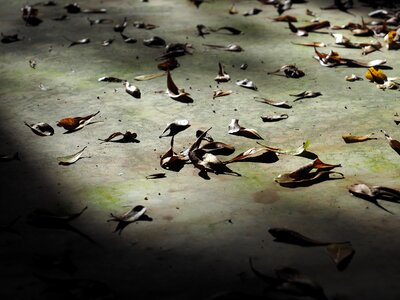 Nature dry leaf cement floor photo